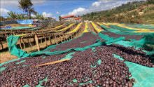Load image into Gallery viewer, Ethiopia Yirgacheffe