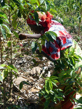 Load image into Gallery viewer, Burundi Rama Womens