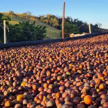 Load image into Gallery viewer, Brazil Sitio Maranhao