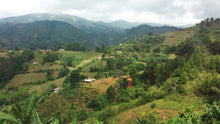 Load image into Gallery viewer, Tanzania Peaberry