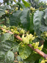 Load image into Gallery viewer, Kenya Kii Kirinyaga