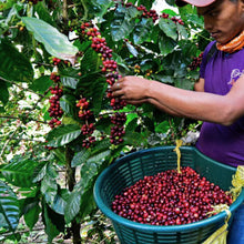 Load image into Gallery viewer, Nicaragua La Bastilla Coffee Estates