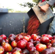 Load image into Gallery viewer, Costa Rica Cloza Estate Pacamara