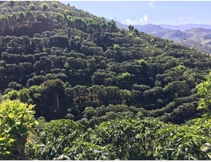 Costa Rica Zalmari Estate Honey Process