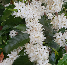 Load image into Gallery viewer, Costa Rica Cloza Estate Pacamara